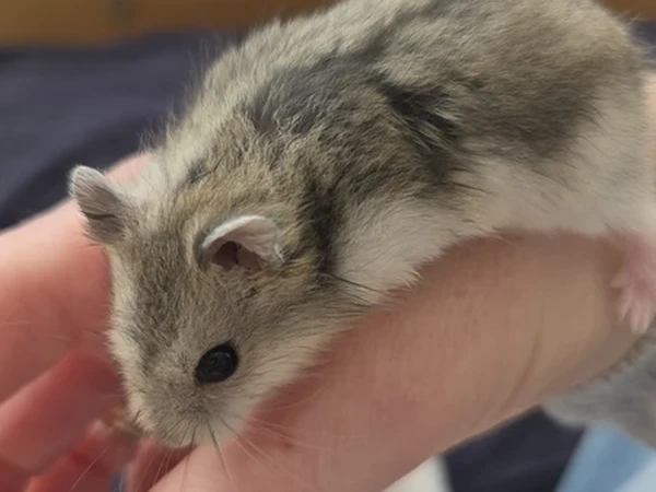 4 Džiungarijų žiurkėnai ieško mylinčių namų
