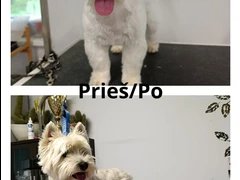 Šunų kirpimo ir higienos paslaugos Garliavoje